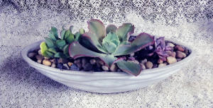 Ceramic Succulent Garden in Dayton, OH | ED SMITH FLOWERS & GIFTS INC. Ceramic Succulent Garden in Dayton, OH | ED SMITH FLOWERS & GIFTS INC.