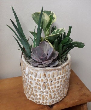 Ceramic Succulent Mixed Planter