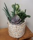 Ceramic Succulent Mixed Planter