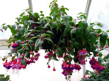 Chad's Pick: Shade Loving Fuchsia Hanging Annual Plant Basket (DESIGNER'S CHOICE SUBSTITUTION DOES NOT APPLY TO PLANTS) in North Adams, MA | MOUNT WILLIAMS GREENHOUSES INC Chad's Pick: Shade Loving Fuchsia Hanging Annual Plant Basket (DESIGNER'S CHOICE SUBSTITUTION DOES NOT APPLY TO PLANTS) in North Adams, MA | MOUNT WILLIAMS GREENHOUSES INC