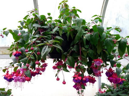 Chad's Pick: Shade Loving Fuchsia Hanging Annual Plant Basket (DESIGNER'S CHOICE SUBSTITUTION DOES NOT APPLY TO PLANTS)