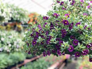 Chad's Pick: Sunny Calibrachoa Hanging Annual Plant Basket (DESIGNER'S CHOICE SUBSTITUTION DOES NOT APPLY TO PLANTS)