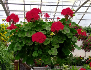 Chad's Pick: Sunny Geranium Hanging Annual Plant Basket (DESIGNER'S CHOICE SUBSTITUTION DOES NOT APPLY TO PLANTS) in North Adams, MA | MOUNT WILLIAMS GREENHOUSES INC