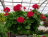 Chad's Pick: Sunny Geranium Hanging Annual Plant Basket (DESIGNER'S CHOICE SUBSTITUTION DOES NOT APPLY TO PLANTS)