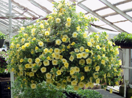 Chad's Pick: Sunny Hanging Basket Plant