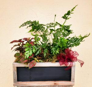 Chalkboard planter with house plants Plant in Tillamook, OR | ANDERSON FLORIST Chalkboard planter with house plants Plant in Tillamook, OR | ANDERSON FLORIST