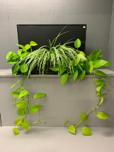 Chalkboard with neon poths and spider plant Wall Décor planter