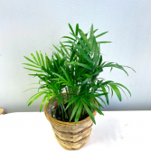 Chamaedorea Elegans 'Parlor Palm' *Pick-up Only*