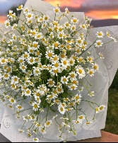 chamomile flowers hand tied flowers