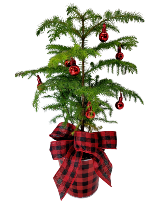 Charlie Brown Christmas Tree 