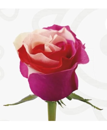 Charm Roses available 2/11 local delivery area only in Bristol, CT | DONNA'S FLORIST & GIFTS
