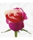 Charm Roses available 2/11 local delivery area only