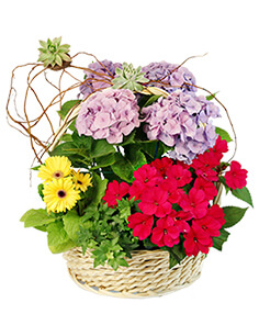 Charming Garden Basket Flowering Plants