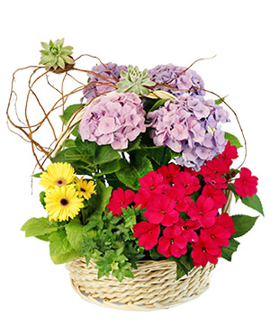 Charming Garden Basket Flowering Plants