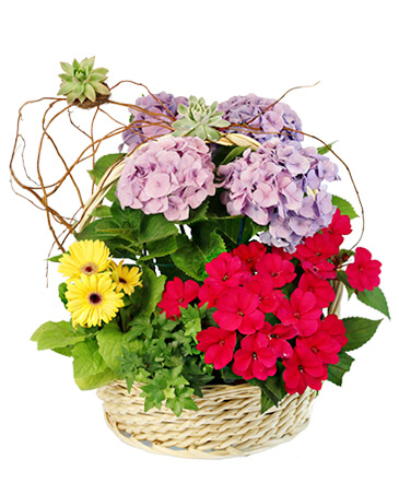 Charming Garden Basket Flowering Plants in Saint Charles, IL | Becky's Bouquets