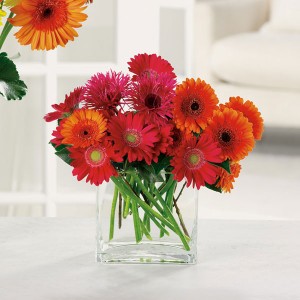 Charming Gerberas 