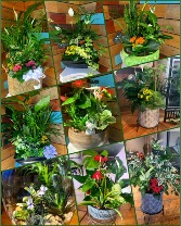 Check our plants page! Planter