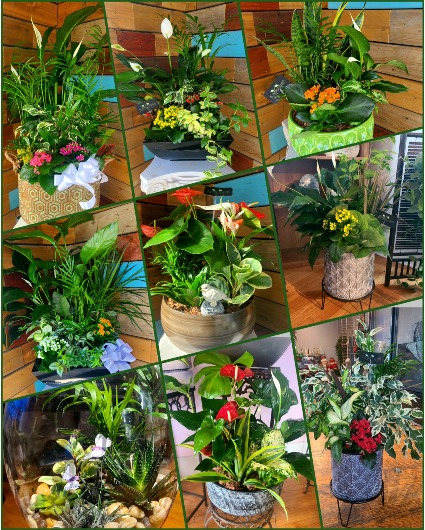 Check our plants page! Planter