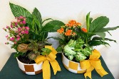 Checkered Garden House Plant