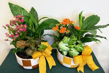 Checkered Garden House/Office Plant in Fairview, OR | QUAD'S GARDEN - Home to Trinette's Floral