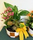 Brown Pot Checkered Garden House/Office Plant