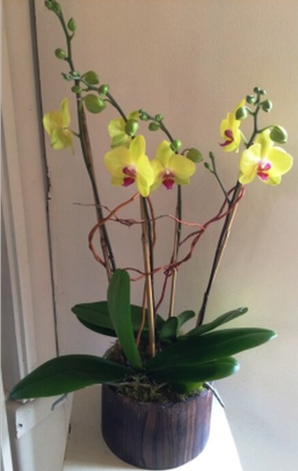 Cheerful Chartreuse Orchids 