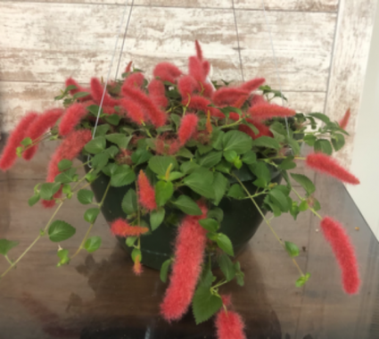 Chenille Hanging Basket Partial Shade