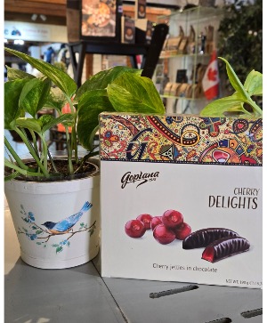 CHERRY DELIGHT & PLANT 
