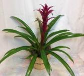 Luna Guzmania Bromeliad Green plant