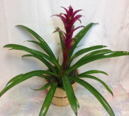 Luna Guzmania Bromeliad Green plant
