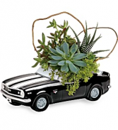 Chevy Camaro Succulent  Plant 