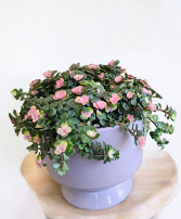 Chic Succulent Plant