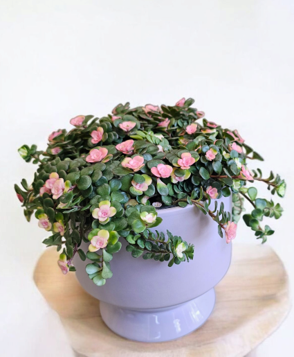 Chic Succulent Plant