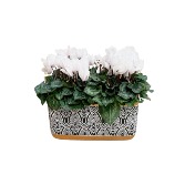 SNOWY CYCLAMEN 