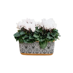 SNOWY CYCLAMEN 