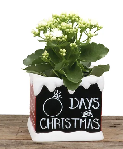 Chimney Kalanchoe?? Days Until Christmas Flowering Kalanchoe