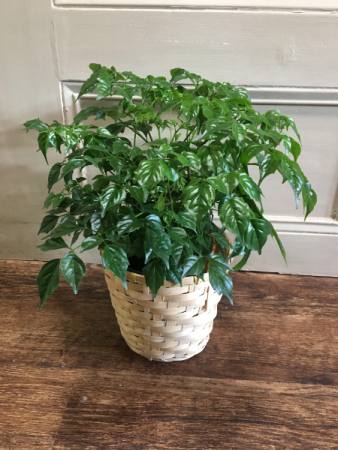 China Doll Indoor House Plant