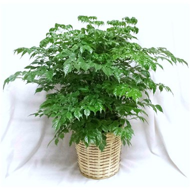 China Doll Plant Green plant