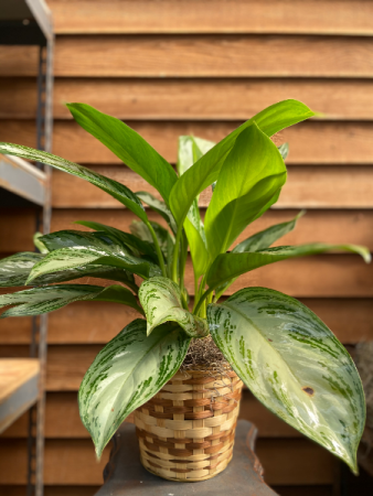 Chinese Evergreen (6 inch) 