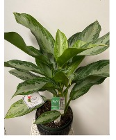 Chinese Evergreen Aglaonema Tropical House Plant