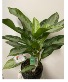Chinese Evergreen Aglaonema Tropical House Plant