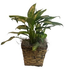 Chinese evergreen Green Plant