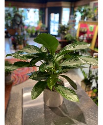 Chinese Evergreen Indoor Green Plant 