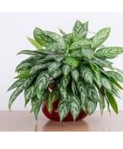 Chinese Evergreen Plant