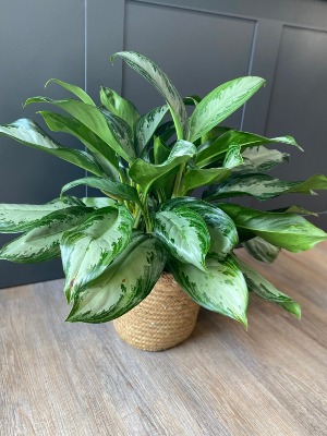 Chinese Evergreen Plant