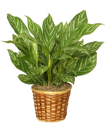 CHINESE EVERGREEN PLANT Aglaonema commutatum in Angola, IN | Out Of The Woods Florist