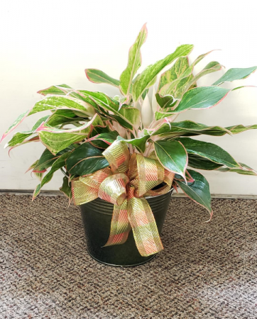 Chinese Evergreen Plant Plants (local only)