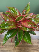 Chinese Evergreen Red 