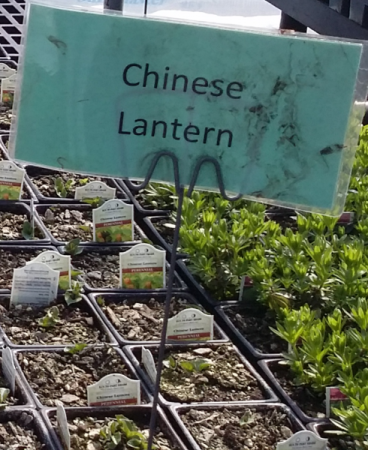 Chinese Lantern Perennial - Full sun