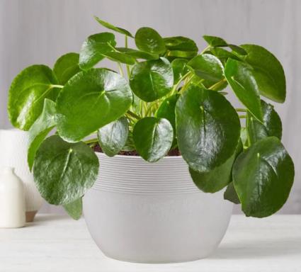 P*  Chinese Money Plant Sold Out